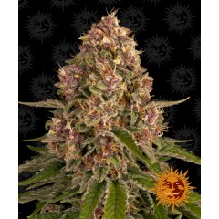 Pink Kush Feminised 10ks