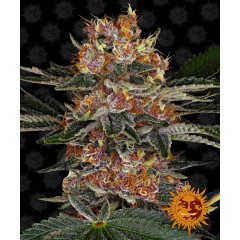 Purple Punch Auto Feminised 10ks
