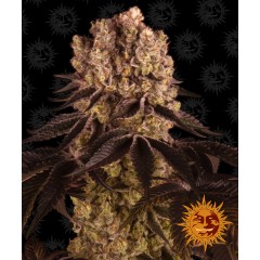 Purple Punch Feminised 10ks
