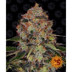Shiskaberry Feminised 10ks