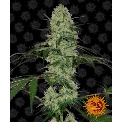 Tangerine Dream Auto Feminised 10ks