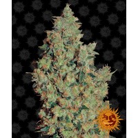 Tangerine Dream Feminised 10ks