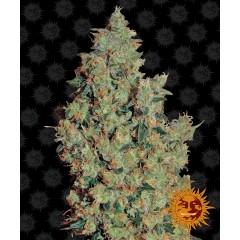 Tangerine Dream Feminised 10ks