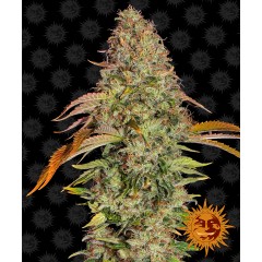 Zkittlez OG Auto Feminised 10ks