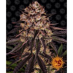 Biscotti Mintz Feminised 10ks
