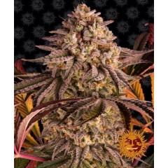 Blue Sunset Sherbert Feminised 10ks