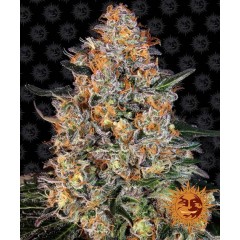 Bubba Kush Feminised 10ks
