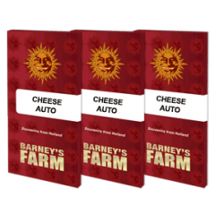 Cheese Auto Feminised 1ks