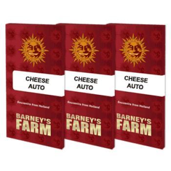 Cheese Auto Feminised 1ks