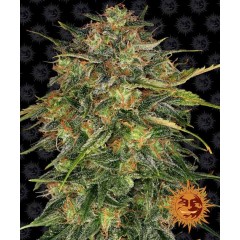 Cheese Feminised 10ks