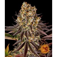 Gelato #45 Feminised 10ks