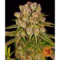 Kush Mintz Feminised 10ks