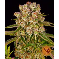 Kush Mintz Feminised 10ks