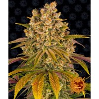 Lemon Tree Feminised 10ks