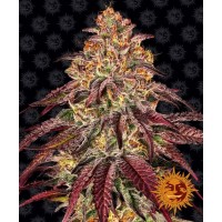 Mimosa x Orange Punch Auto Feminised 10ks