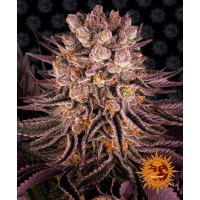 Mimosa x Orange Punch Feminised 10ks