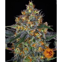 Moby Dick Auto Feminised 10ks