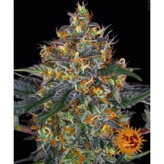 Moby Dick Auto Feminised 10ks