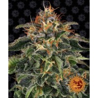 Moby Dick Feminised 10ks