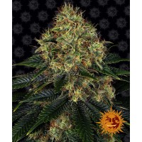 Skywalker OG Auto Feminised 10ks
