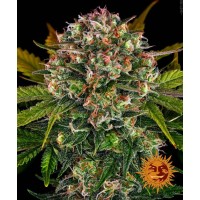 Strawberry Cheesecake Auto Feminised 10ks