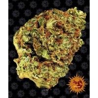 Watermelon Zkittlez Auto Feminised 10ks