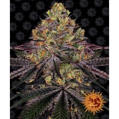 Watermelon Zkittlez Feminised 10ks