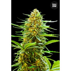 Auto Banana Monkey Feminised 100ks