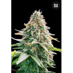 Auto Gelato Samba Feminised 5ks