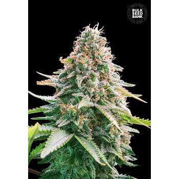 Auto Gelato Samba Feminised 5ks