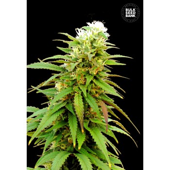 Auto Zkittly Zi Zi Feminised 5ks