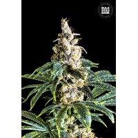 Zkittly Zi Zi Feminised 100ks