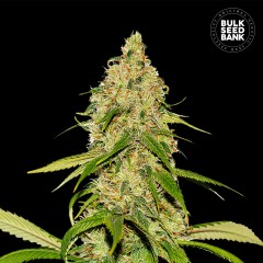 Auto CBD White Widow Feminised 10ks