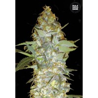 Euforia Special Feminised 1000ks