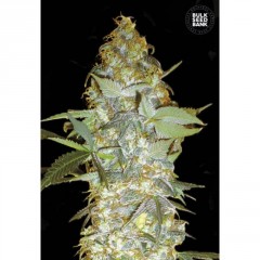 Euforia Special Feminised 10ks