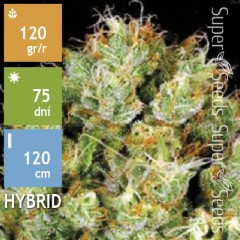 Auto Sour Diesel Feminised 10ks