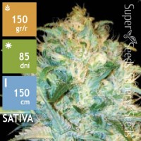 Auto Amnesia Platinum Feminised 5ks