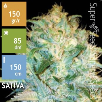 Auto Amnesia Platinum Feminised 5ks