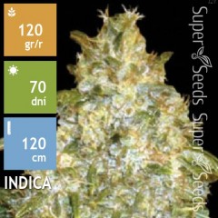 Auto Good Wild Shark Feminised 10ks