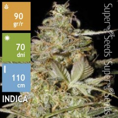 Auto Hindu Kush Feminised 10ks
