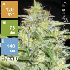 Auto Lime Skunk Feminised 5ks