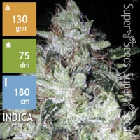 Auto OG Kush Feminised 5ks