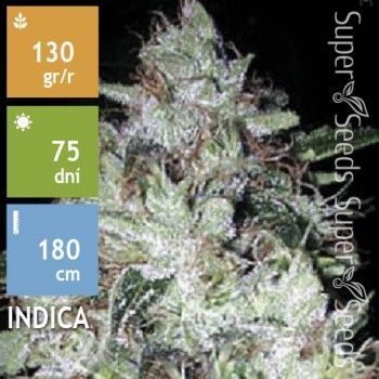 Auto OG Kush Feminised 5ks