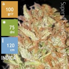 Auto Psychedelic Feminised 100ks