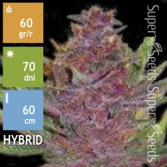Auto Purple Glam Kush Feminised 10ks