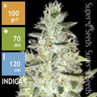Auto Special Skunk Feminised 5ks