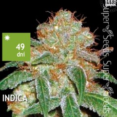 Dark Domina Feminised 10ks