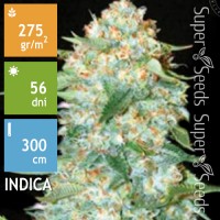 Og Kush Feminised 5ks