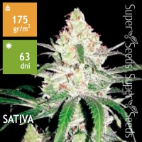 Special Lime Haze Feminised 5ks
