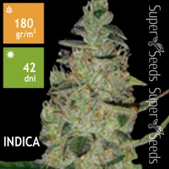 Special Skunk Feminised 5ks
